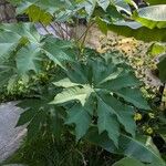 Tetrapanax papyriferЛист