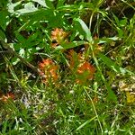 Castilleja miniata Flor