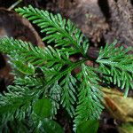 Selaginella flabellata Hoja