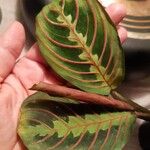 Maranta leuconeuraFeuille