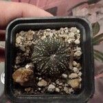 Astrophytum asteriasBark