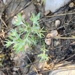 Filago pyramidata Tabia