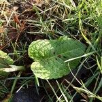 Rumex obtusifolius Leaf