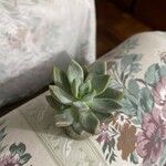 Echeveria agavoides Feuille