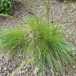 Festuca filiformis Folio