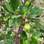 Byrsonima lucida Fruit