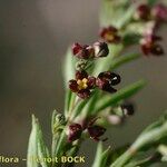 Thliphthisa purpurea Fruit