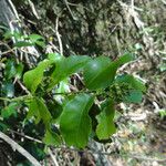 Jasminum elatum Habitus