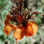 Erythrina sandwicensis