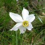 Narcissus poeticus Fula