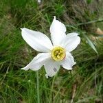 Narcissus poeticus Blüte