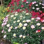 Tanacetum coccineumFlower