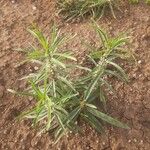 Enicostema axillare Hoja