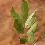 Dialium tessmannii Hoja