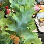 Phlebodium aureumFolha