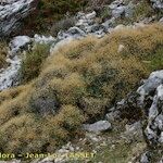 Bupleurum spinosum Habit