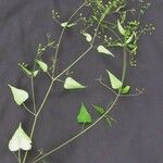 Spananthe paniculata 其他
