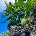 Solanum muricatum Fruto
