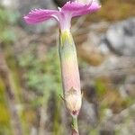 Dianthus virgineus 花