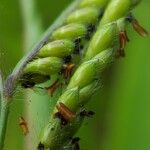 Urochloa eminii Frukt