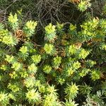 Euphorbia dendroides Bark