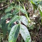 Senna septemtrionalis Leaf