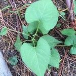 Fallopia convolvulus Лист