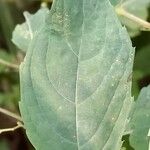 Impatiens noli-tangere Leaf