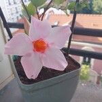 Mandevilla laxa Blomst