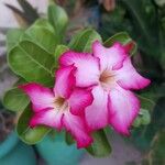 Adenium obesumЦвят