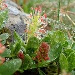 Salix retusa Облик