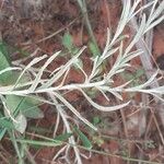 Helichrysum glumaceum List