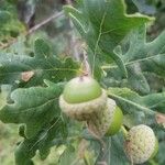 Quercus × rosacea Frukt