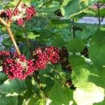 Aralia racemosa Fruit