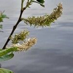 Salix hastata फूल