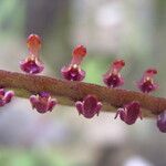 Bulbophyllum falcatum Kvet