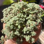 Crassula expansa ഇല