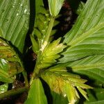 Hylaeanthe unilateralis Hoja