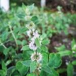 Mentha arvensis Vekstform