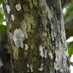 Diospyros tessellaria 树皮