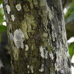 Diospyros tessellaria Corteza