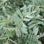 Vicia lens Hoja