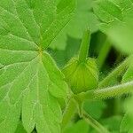 Geranium mascatense Fruit