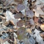 Ligustrum sinenseBlad