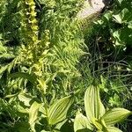Veratrum album Hábito
