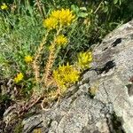 Petrosedum montanum Habitatea