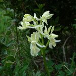Orchis provincialis Flor