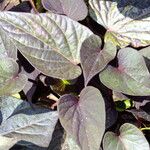 Ipomoea batatas Hoja