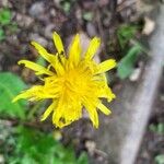 Taraxacum cucullatiforme Fula