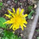 Taraxacum cucullatiforme 花